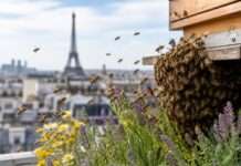 Summen zwischen Asphalt und Himmel Bienenvolk-Paris_Stadt_Illustration