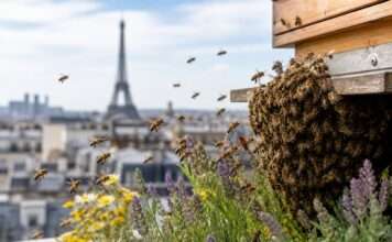 Summen zwischen Asphalt und Himmel Bienenvolk-Paris_Stadt_Illustration