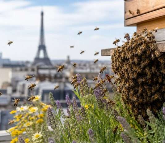 Summen zwischen Asphalt und Himmel Bienenvolk-Paris_Stadt_Illustration