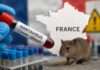 Hantavirus in Frankreich: Entwarnung nach Tests der Kontaktpersonen Hantavirus_Illustration