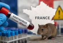 Hantavirus in Frankreich: Entwarnung nach Tests der Kontaktpersonen Hantavirus_Illustration
