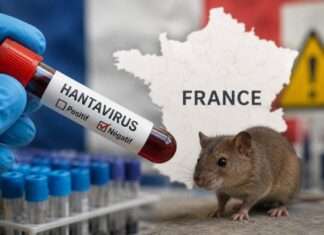 Hantavirus in Frankreich: Entwarnung nach Tests der Kontaktpersonen Hantavirus_Illustration