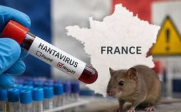 Hantavirus in Frankreich: Entwarnung nach Tests der Kontaktpersonen Hantavirus_Illustration