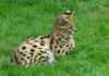 Wüstenfuchs, Servalkatzen und Affenbabys – das neue Gesicht des Wildtierhandels Serval_Thoiry_Wikipedia