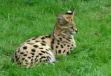 Wüstenfuchs, Servalkatzen und Affenbabys – das neue Gesicht des Wildtierhandels Serval_Thoiry_Wikipedia