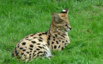 Wüstenfuchs, Servalkatzen und Affenbabys – das neue Gesicht des Wildtierhandels Serval_Thoiry_Wikipedia