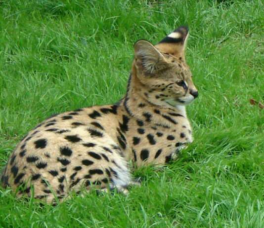 Wüstenfuchs, Servalkatzen und Affenbabys – das neue Gesicht des Wildtierhandels Serval_Thoiry_Wikipedia