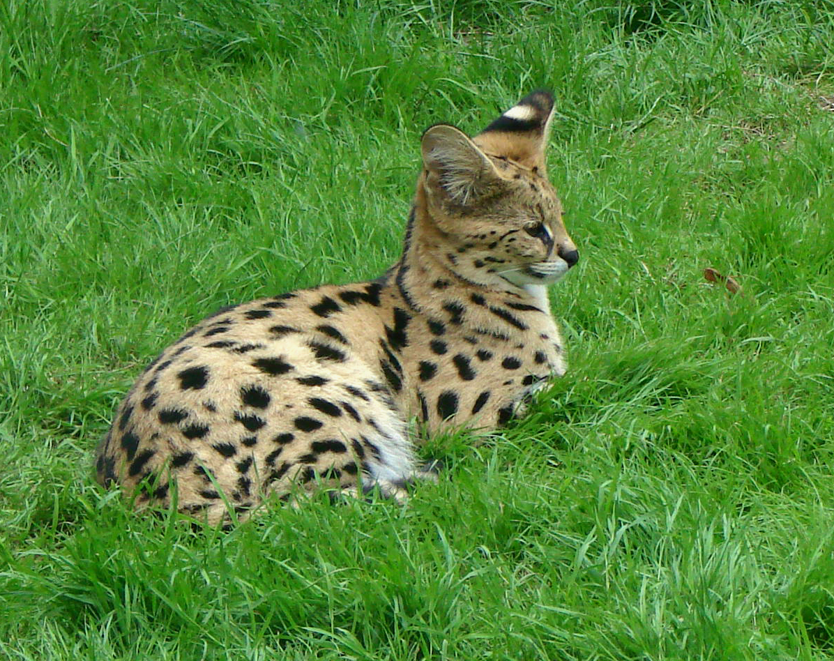 Wüstenfuchs, Servalkatzen und Affenbabys – das neue Gesicht des Wildtierhandels
