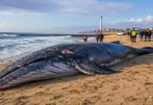 Walstrandung am Capbreton bewegt die Atlantikküste Toter-Wal-Strand_Illustration