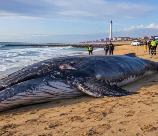 Walstrandung am Capbreton bewegt die Atlantikküste Toter-Wal-Strand_Illustration
