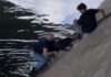 Menschenkette am Seine-Ufer: Passanten retten Hund aus dem Fluss Rettung-Hund-Seine_ScreenX