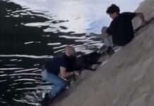Menschenkette am Seine-Ufer: Passanten retten Hund aus dem Fluss Rettung-Hund-Seine_ScreenX