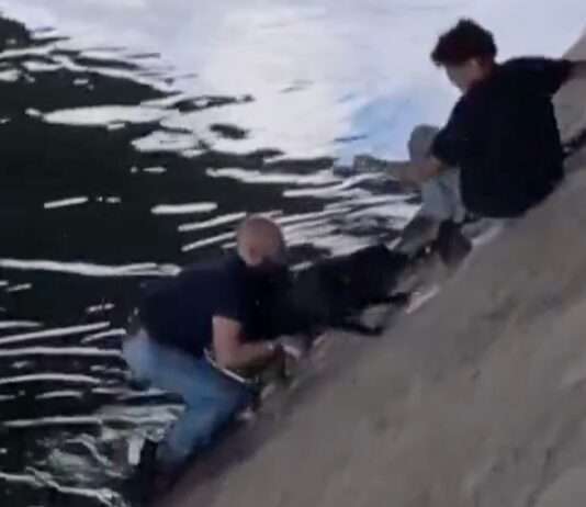 Menschenkette am Seine-Ufer: Passanten retten Hund aus dem Fluss Rettung-Hund-Seine_ScreenX