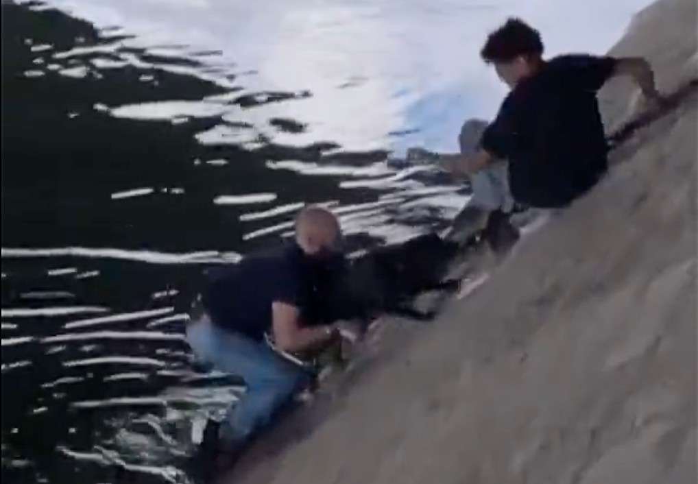 Menschenkette am Seine-Ufer: Passanten retten Hund aus dem Fluss