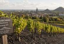 Wein auf schwarzem Grund Charbonnay-Chardonnay-Terroir-des-Terrils-Pas-de-Calais_Illustration