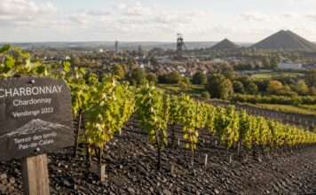 Wein auf schwarzem Grund Charbonnay-Chardonnay-Terroir-des-Terrils-Pas-de-Calais_Illustration