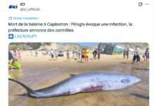 Mysteriöser Tod eines seltenen Tiefseewals: Forscher vermuten schwere Infektion Toter-Schnabelwal-Capbreton_ScreenX